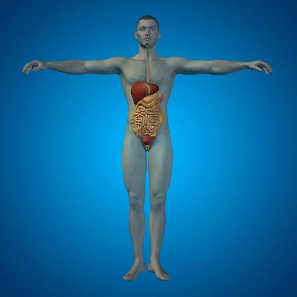 Kavram ya da kavramsal anatomik insan ya da adam 3d sindirim sistemi üzerinde mavi arka plan — Stok fotoğraf