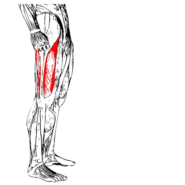 Anatomia humana das pernas superiores — Fotografia de Stock