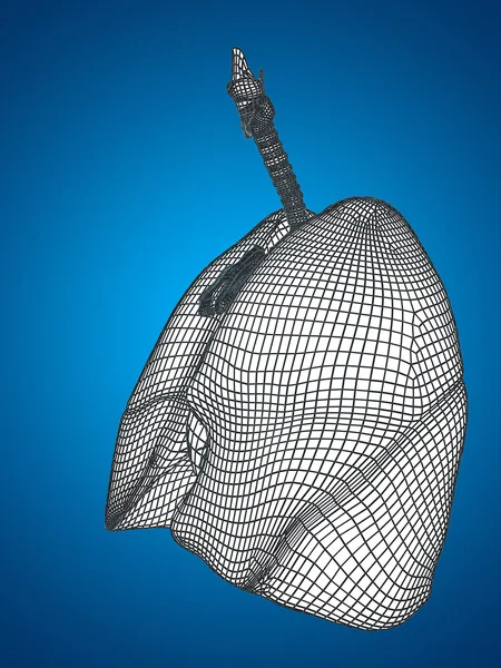 Concept or conceptual anatomical human man 3D wireframe mesh respiratory system  with lungs on blue background — Stock Photo, Image