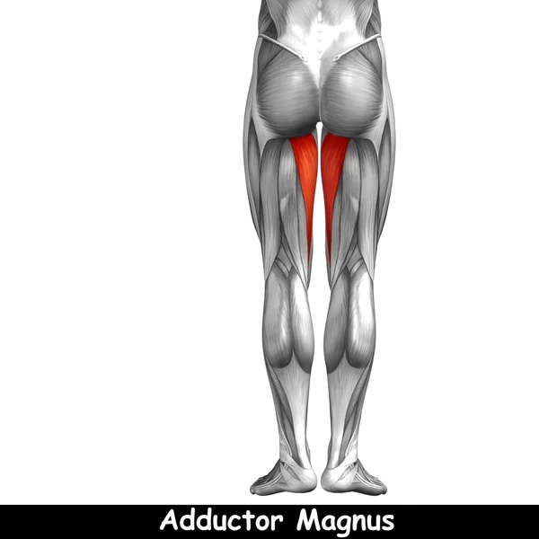 Anatomía de las piernas superiores — Foto de Stock