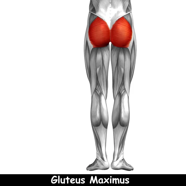 Anatomia delle gambe superiori — Foto Stock