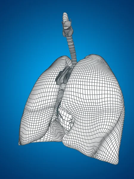 Concept or conceptual anatomical human man 3D wireframe mesh respiratory system  with lungs on blue background — Stock Photo, Image