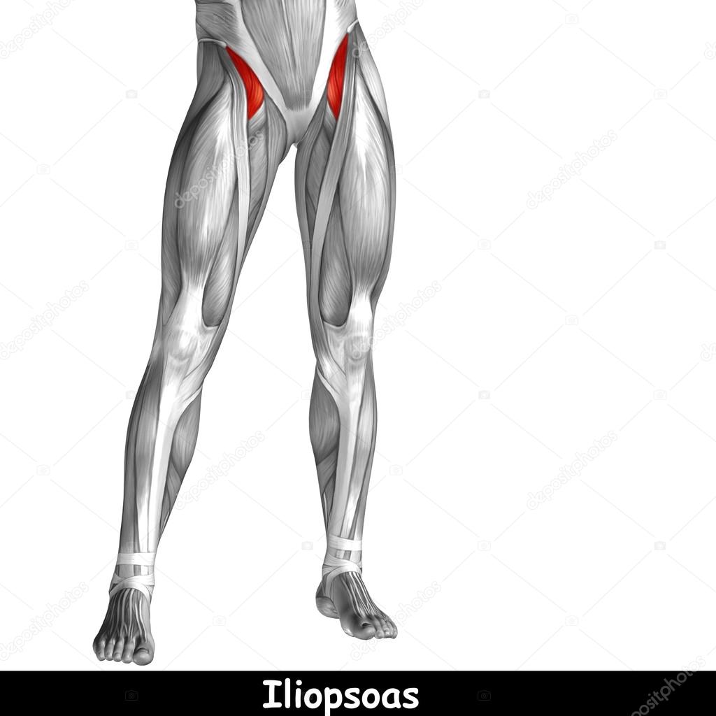 upper legs anatomy