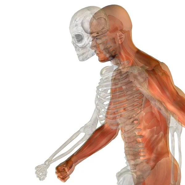 Anatomía conceptual hombre o hombre 3D con huesos o esqueleto y detalles de la cara o el cráneo aislados en el fondo —  Fotos de Stock