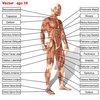 Vector human man anatomy with muscles text clipart