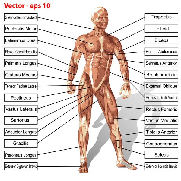 Vector human man anatomy with muscles text — Stock Vector