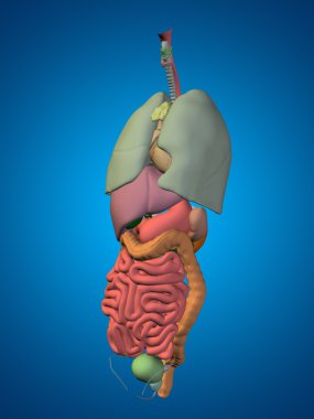 İnsan Toraks organları