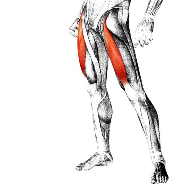 insan üst bacaklar anatomisi