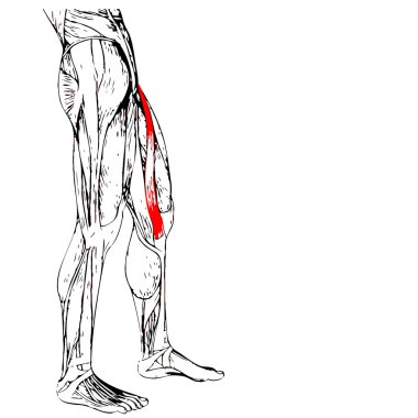 üst bacaklar anatomisi