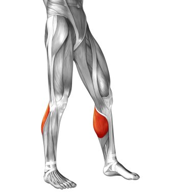 insan alt bacaklar anatomisi