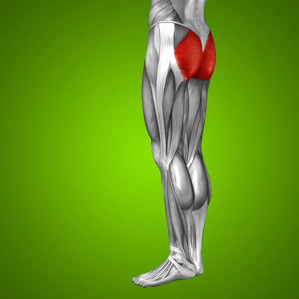 Anatomía de las piernas superiores — Foto de Stock