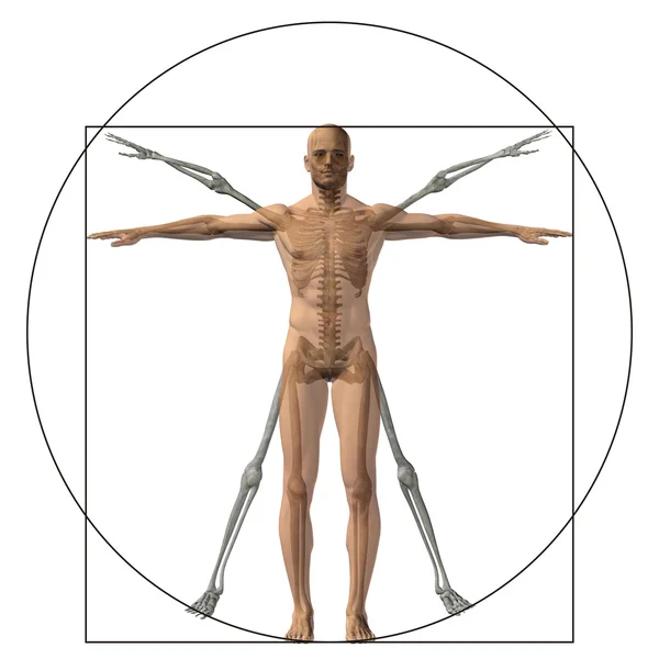 Aandeel anatomie lichaam — Stockfoto