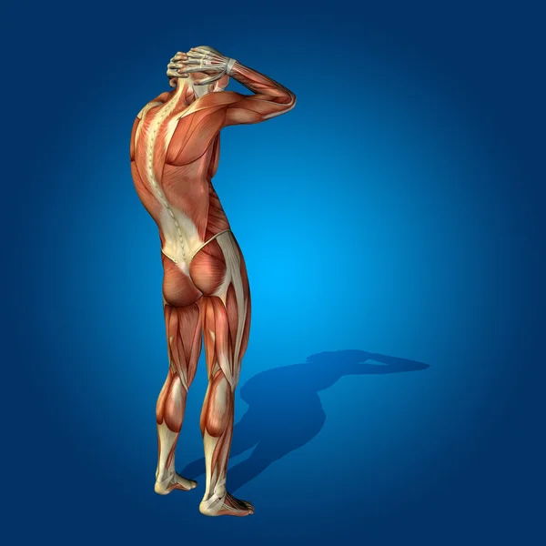 Anatomy body with muscles — Stock Photo, Image