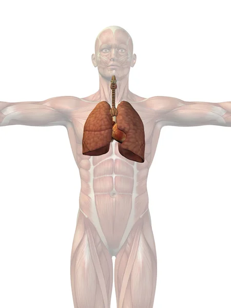 Sistema respiratório humano — Fotografia de Stock