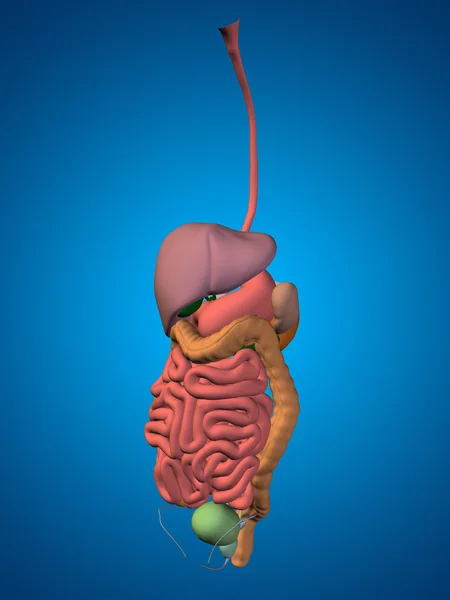 Human  digestive system — Stock Photo, Image