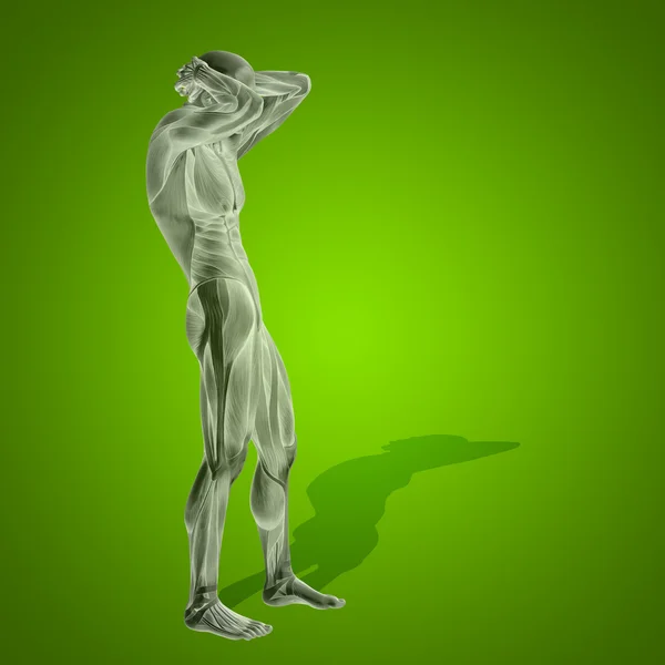Mocne człowieka z mięśni — Zdjęcie stockowe