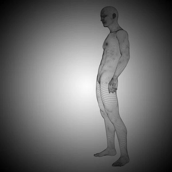 Wireframe anatomia masculina — Fotografia de Stock