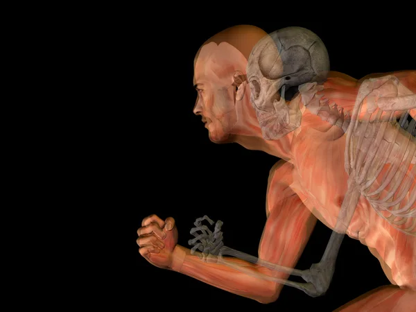 Lidské anatomie s kostmi — Stock fotografie
