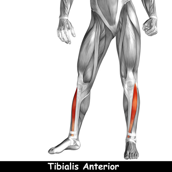 нижние ноги человека
