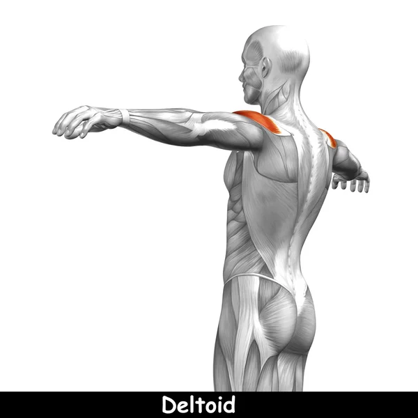 Espalda anatomía humana — Foto de Stock