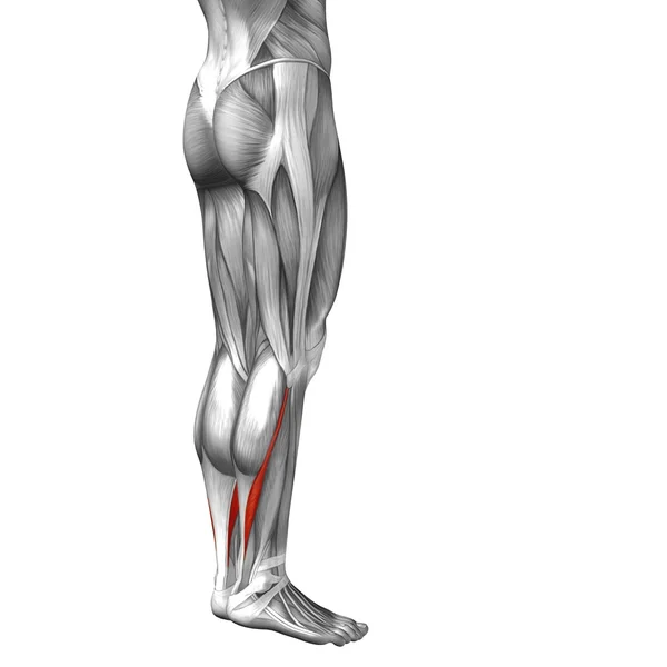Lagere benen anatomie — Stockfoto