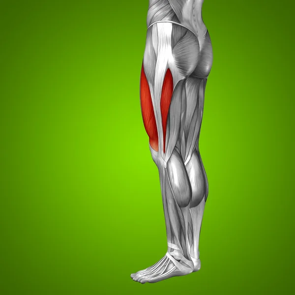 Anatomia das pernas superiores — Fotografia de Stock