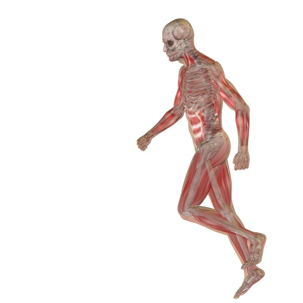 Konceptuella människans anatomi — Stockfoto