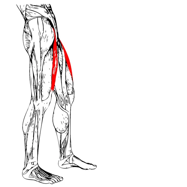 Anatomia górnej nogi — Zdjęcie stockowe