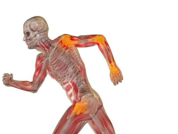 Lidské anatomie s kostmi — Stock fotografie