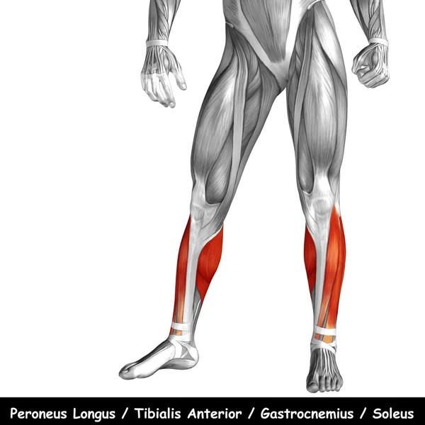 Human lower legs — Stock Photo, Image