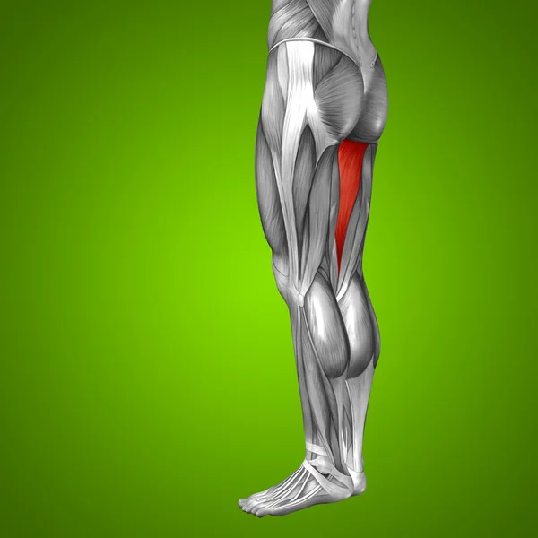 Anatomia das pernas superiores — Fotografia de Stock