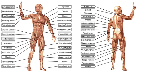 Man anatomie en spieren tekst — Stockfoto