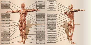 metin adam kas anatomisi