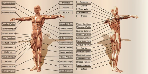 Hombre músculos anatomía con texto — Vector de stock