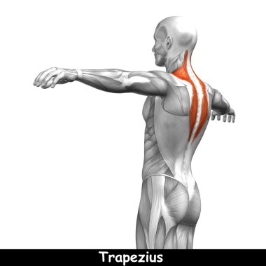 Geri insan anatomisi