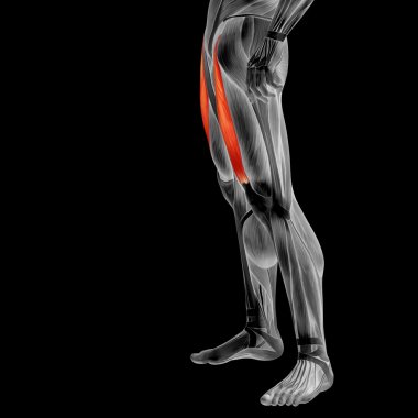 insan üst bacaklar anatomisi