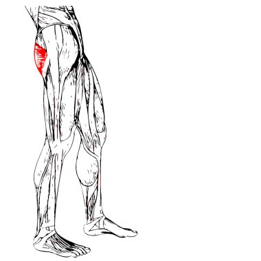 üst bacaklar anatomisi