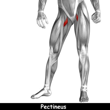 human upper legs anatomy clipart