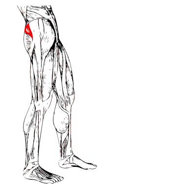 üst bacaklar anatomisi