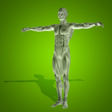 stong kasları ile insan