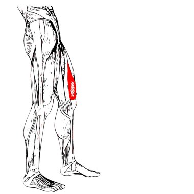 üst bacaklar anatomisi