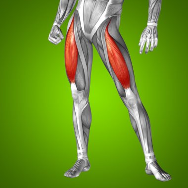 upper legs anatomy clipart
