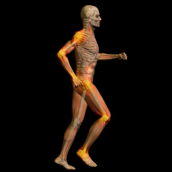 Konceptuální muž anatomie — Stock fotografie