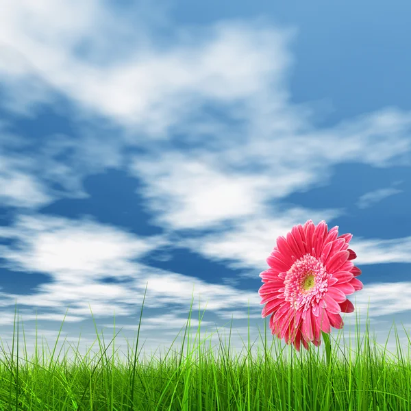 Champ d'herbe de printemps et une fleur — Photo