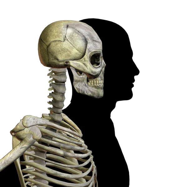 Menschliche Anatomie mit Knochen — Stockfoto