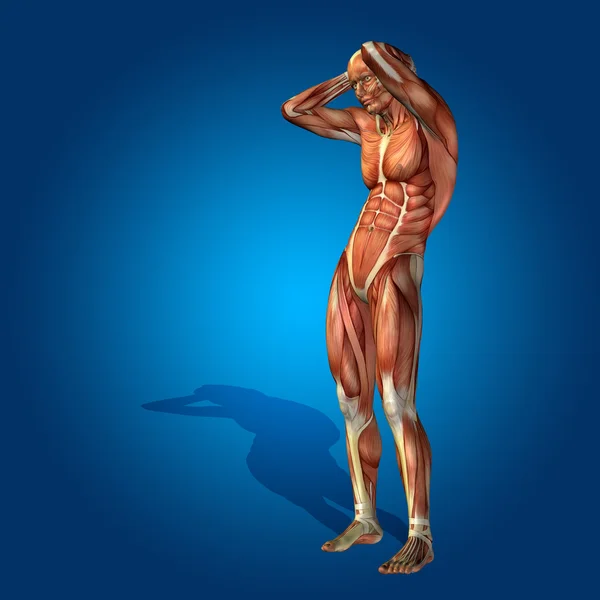 Anatomy body with muscles — Stock Photo, Image