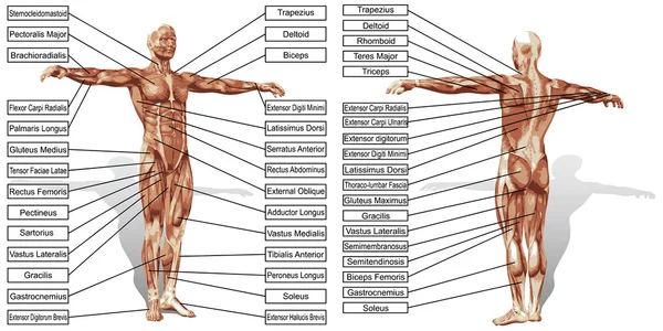 Muž anatomie a svaly text — Stock fotografie