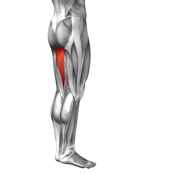 верхние ноги человека
