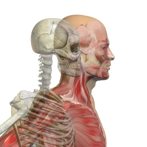 Kemikleri insan anatomisi — Stok fotoğraf