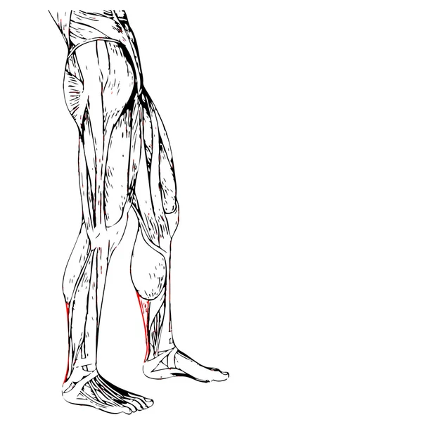 ขาล่างของมนุษย์ — ภาพถ่ายสต็อก